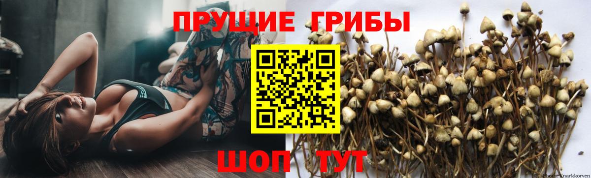 Новосибирск  Галлюциногенные грибы MAGIC MUSHROOMS  Вход с VPN 
